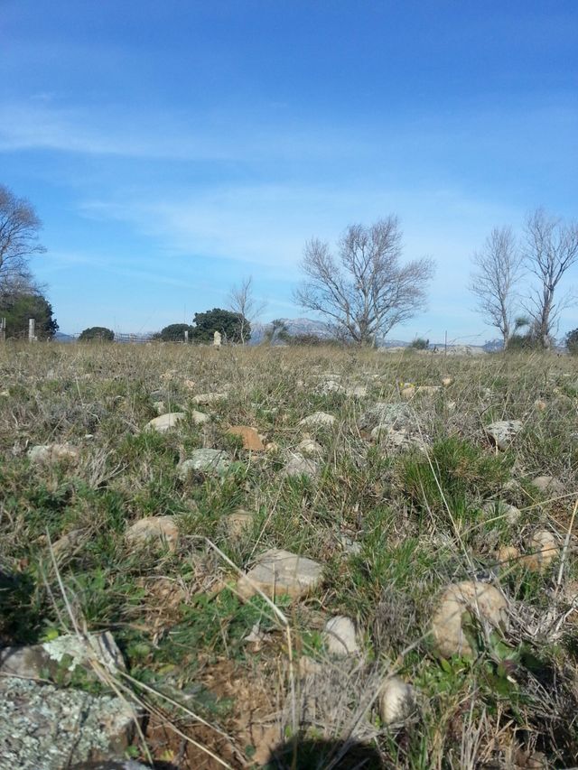 Plaine de la Crau