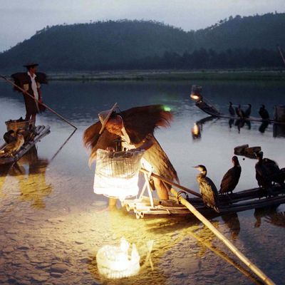 Des pêcheurs dans la province du Zhejiang, avec leurs cormorans pêcheurs