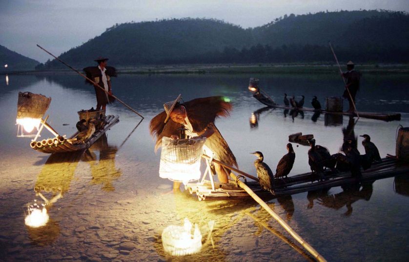 Des pêcheurs dans la province du Zhejiang, avec leurs cormorans pêcheurs
