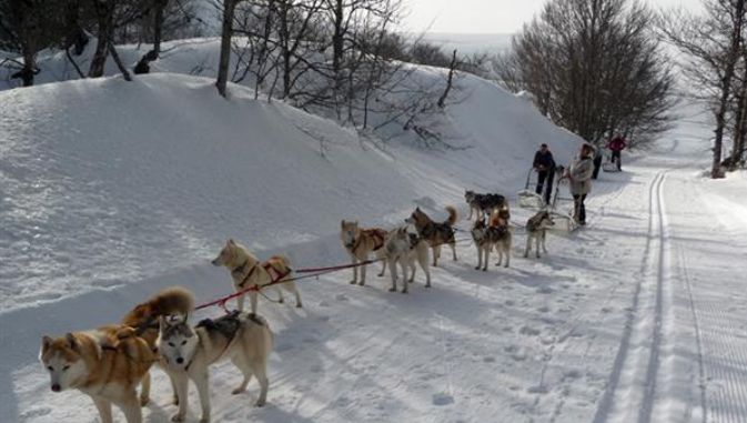 Chien De Traineau La Pierre Saint Martin