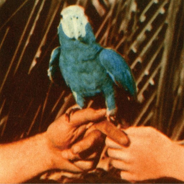 Andrew Bird - Are You Serious