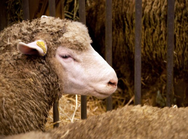 Les moutons rentrent chez eux, le salon se termine dimanche soir