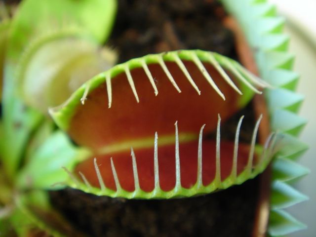 Plante carnivore (Venus Flytrap)