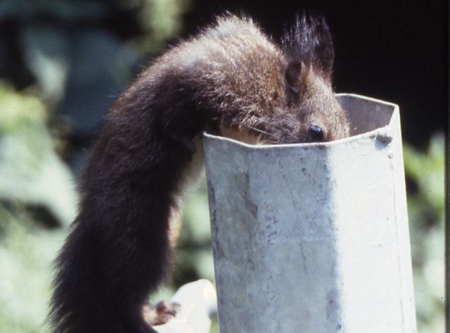 Les poteaux creux, un piège pour la faune sauvage. Crédit photo :