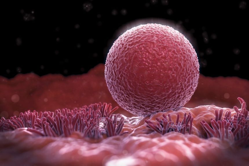 Ovule