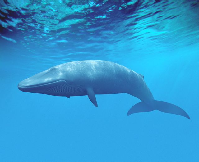 Baleine bleue