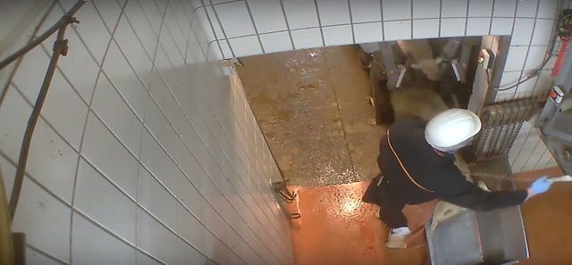 Scandale vidéo abattoir de Mauléon
