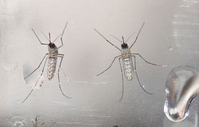 Le virus Zika transmis par le moustique