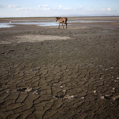 Cheval sur la lagune de Tisma, au Nicaragua