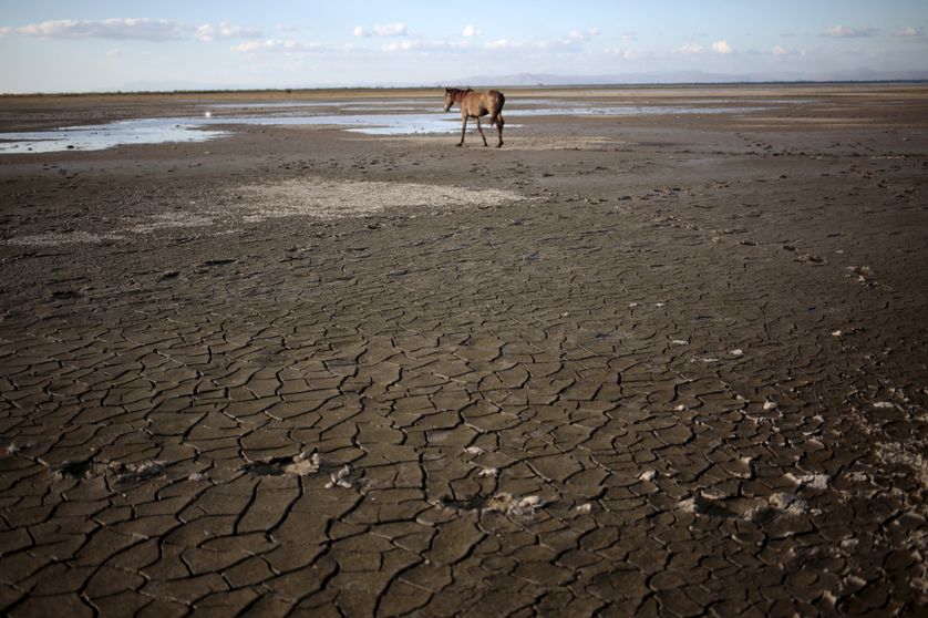 Cheval sur la lagune de Tisma, au Nicaragua