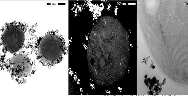 Agrégats de nanoparticules de Ti02