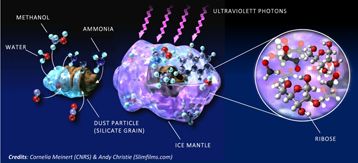 le ribose, pièce manquante de l'origine de la vie