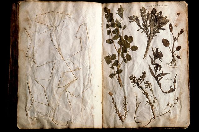 Herbier