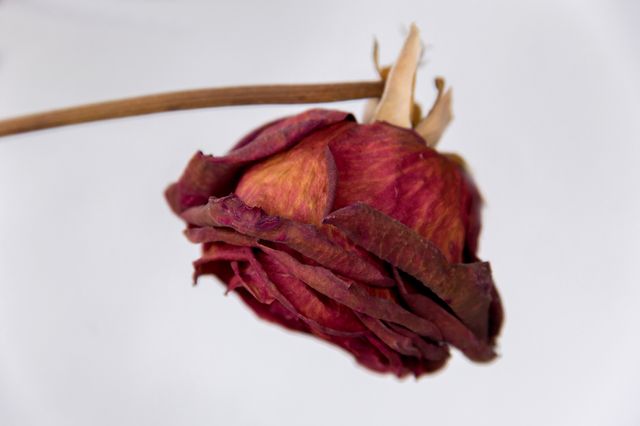 L'important, c'était la rose...
