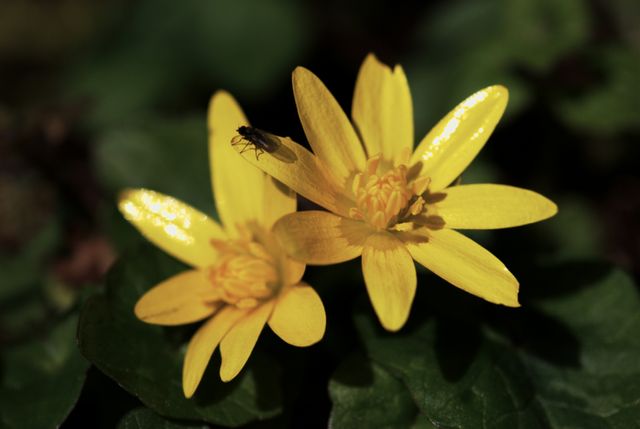 Ranuculus ficaria - Ficaire