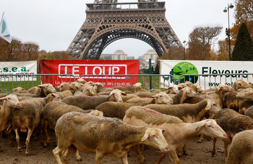 Manifestation de bergers contre la protection du loup à Paris en 2014
