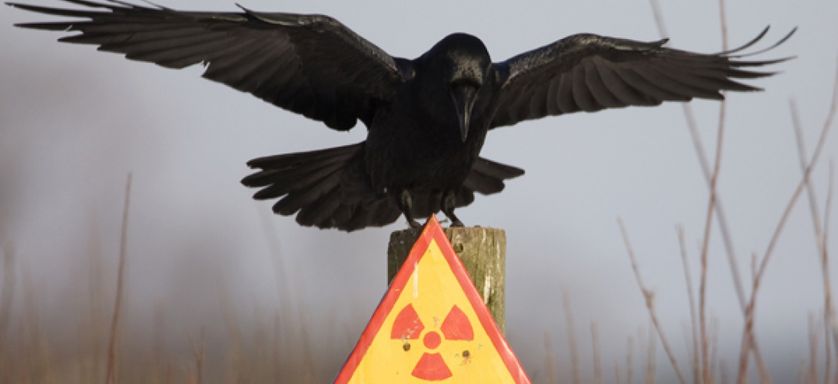 Corbeau à Tchernobyl