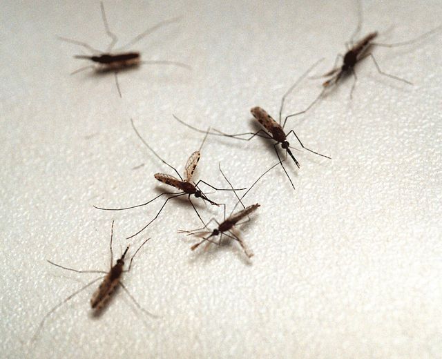 Moustiques sur un mur