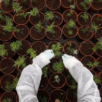 Une plantation de cannabis en Israël, juin 2012