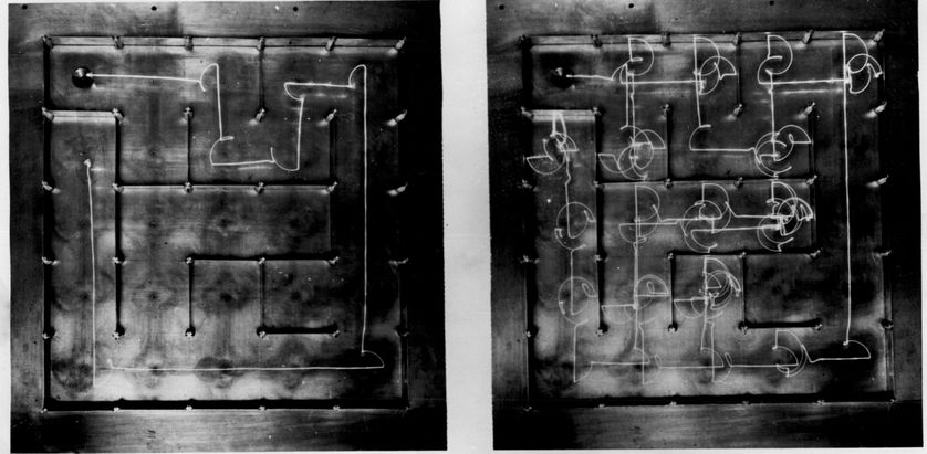 la "souris électrique" avec une "super mémoire", invention de Claude Shannon