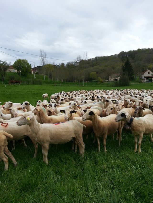 Transhumance des brebis dans le Quercy