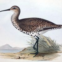 Courlis à bec grêle, dans le livre "The Birds of Europe"
