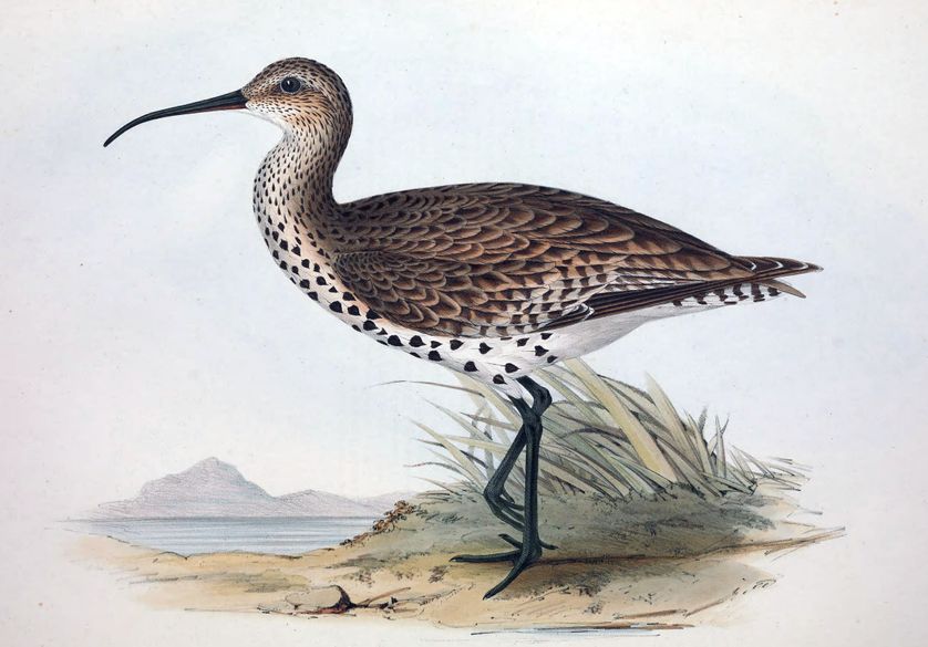 Courlis à bec grêle, dans le livre "The Birds of Europe"