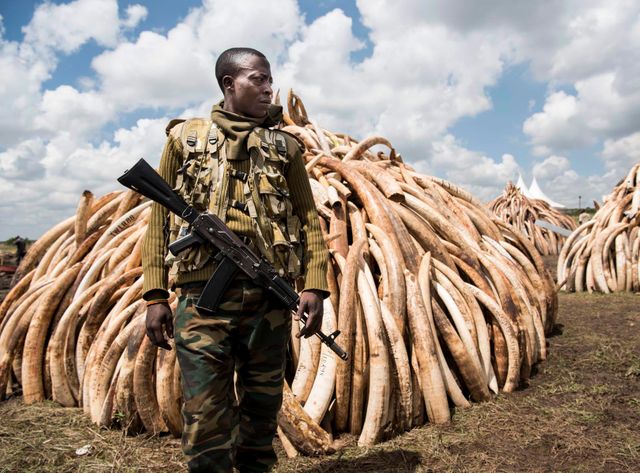 Le Kenya brûle des centaines de tonnes d'ivoire