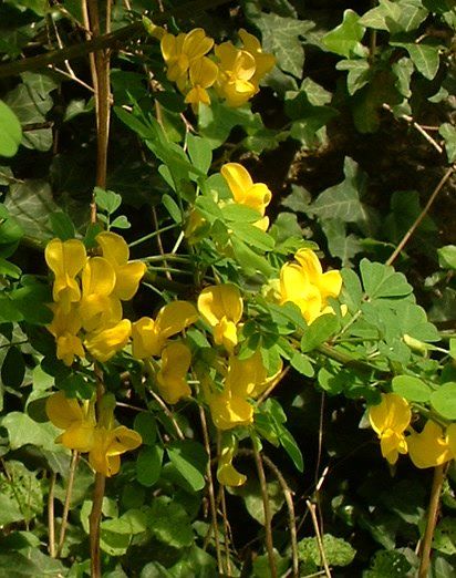 Colutea arborescens