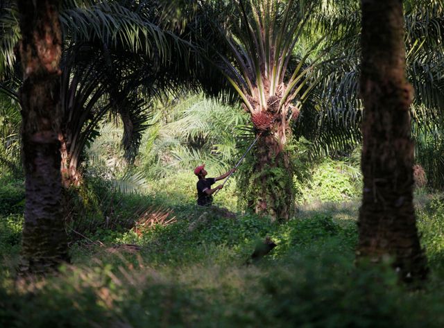 L'huile de palme parmi les produits surexploités