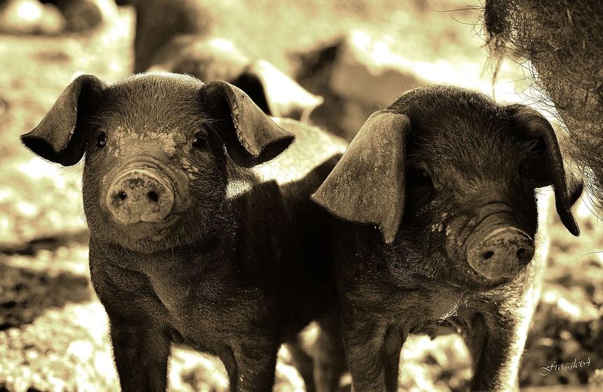 Le cochon