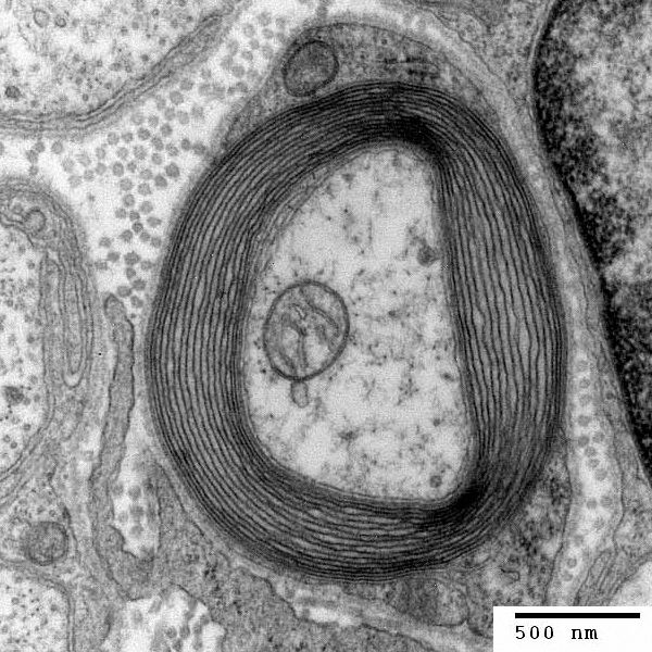 myelinated neuron