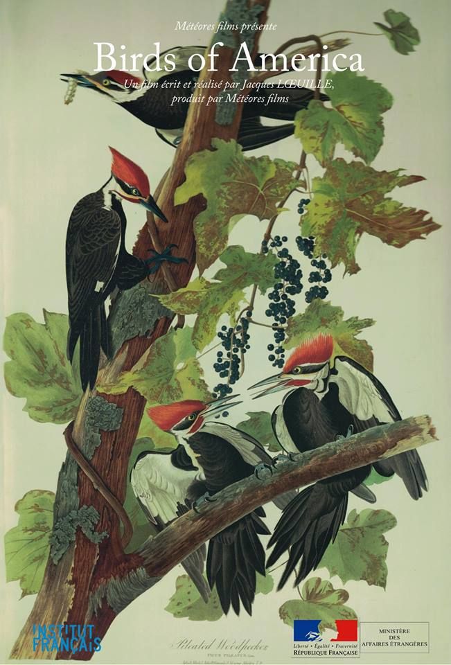 documentaire Birds of America