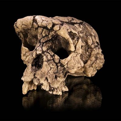 Sahelanthropus tchadensis, dit Toumaï