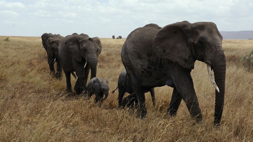 Des éléphants dans la savane.