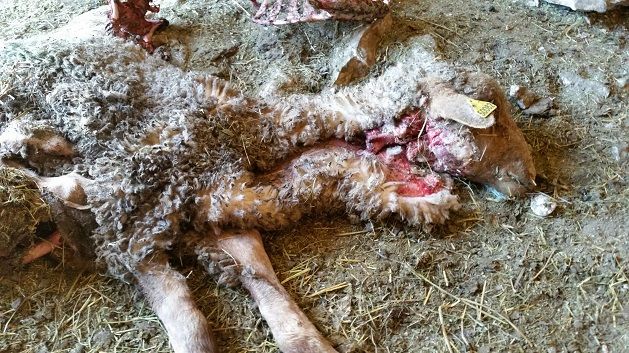 Dépouille d'un mouton dévoré par un loup dans le Var