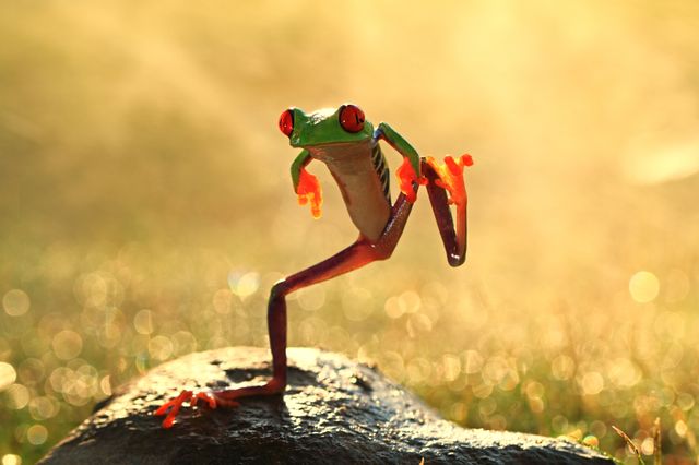 La grenouille qui danse