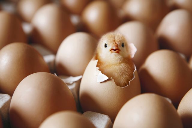 Déterminer le sexe des oeufs