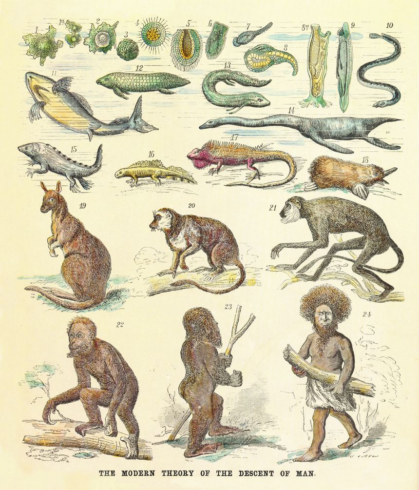 L'évolution selon Ernst Haeckel