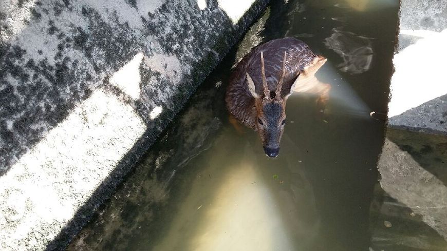 Le cheveuil était coincé sous un ponton.
