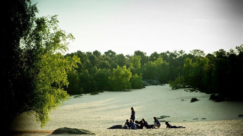 Meute monochrome violet, Fontainebleau, 2013