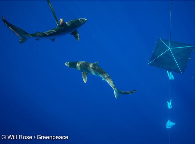 Les requins, notamment les plus jeunes, sont attirés par ces petits radeaux..