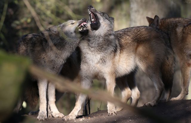 Cinq jeunes loups mâles Timberwolf de Mulhouse (France) et Saerbeck (Allemagne) ont été déplacés au zoo