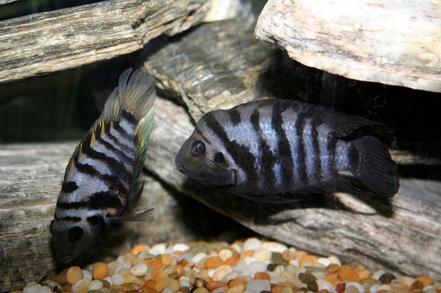 Cichlidés