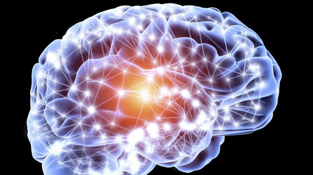 cerveau
