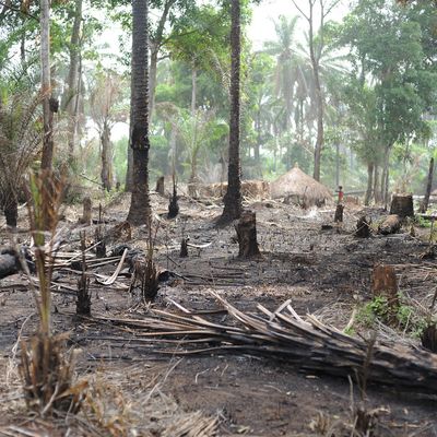 Déforestation en République Démocratique du Congo