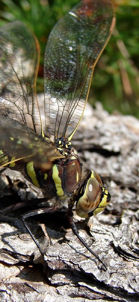Aeshna juncea martinia
