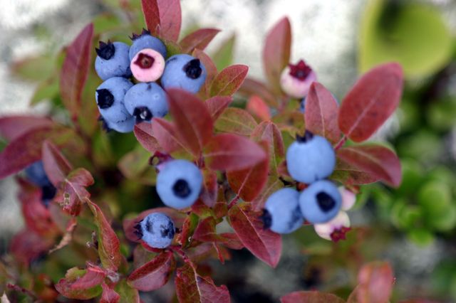 Myrtilles