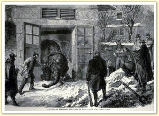 Les éléphants du jardin d'acclimatation Castor et Pollux sont abattus, déc 1870