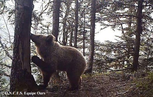 Ours des Pyrénées